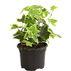 Efeu - Hedera helix, verschiedene Sorten