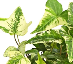 Efeu - Hedera helix, verschiedene Sorten