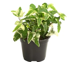Efeu - Hedera helix, verschiedene Sorten