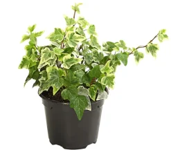Efeu - Hedera helix, verschiedene Sorten
