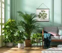 Efeutute - Epipremnum aureum am Moosstab
