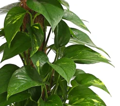 Efeutute - Epipremnum aureum am Moosstab