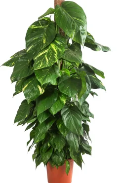 Efeutute - Epipremnum aureum am Moosstab