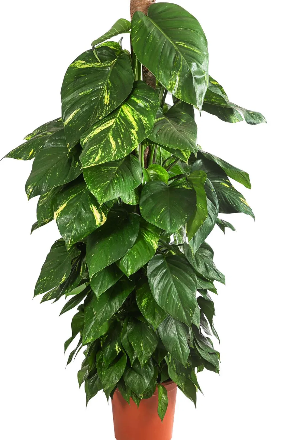 Efeutute - Epipremnum aureum am Moosstab