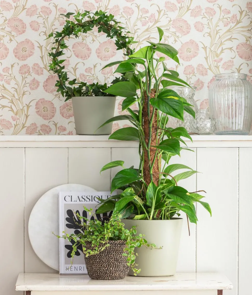 Efeutute - Epipremnum aureum am Moosstab