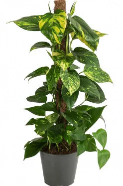 Efeutute - Epipremnum aureum am Moosstab