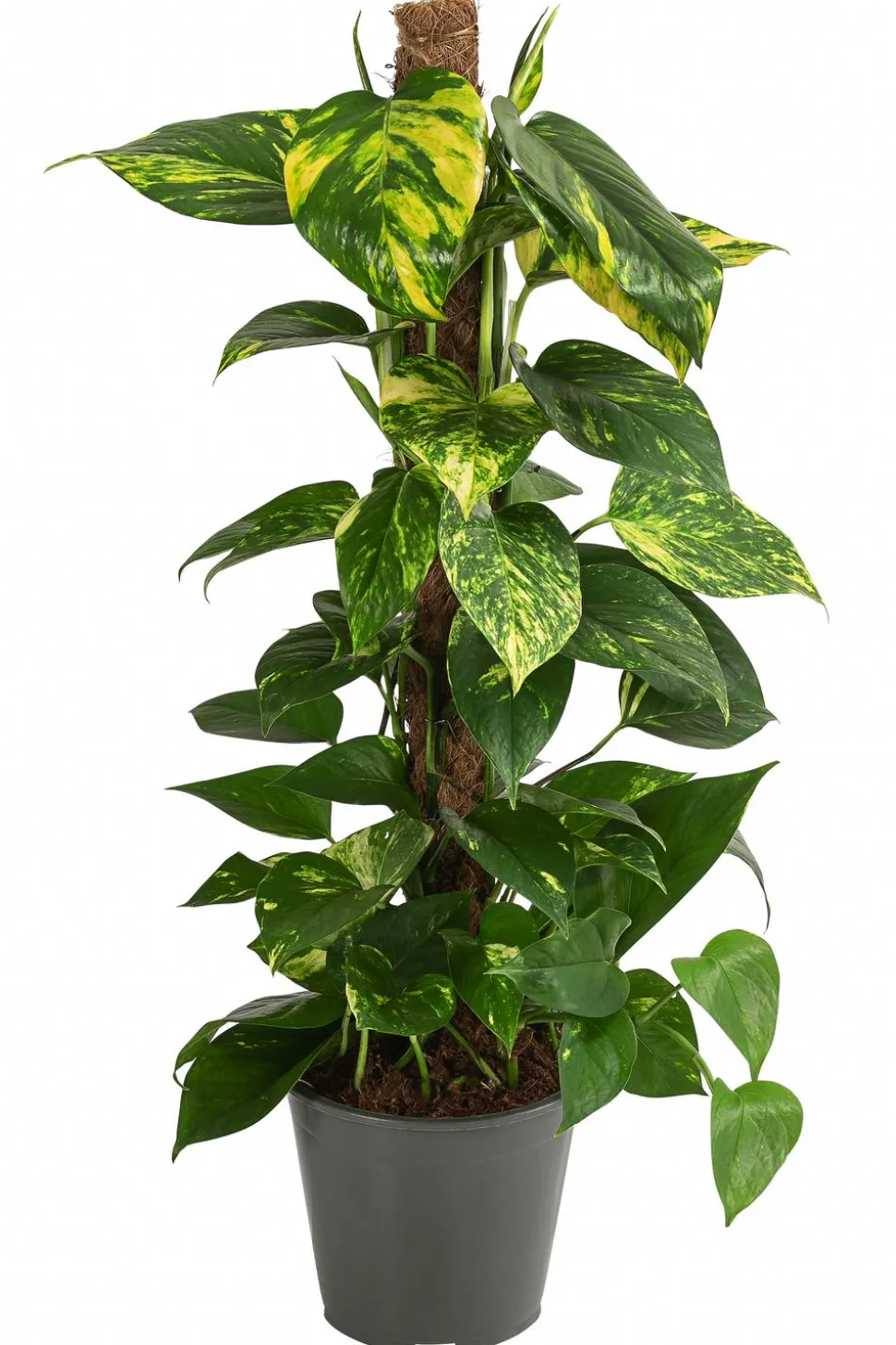 Efeutute - Epipremnum aureum am Moosstab
