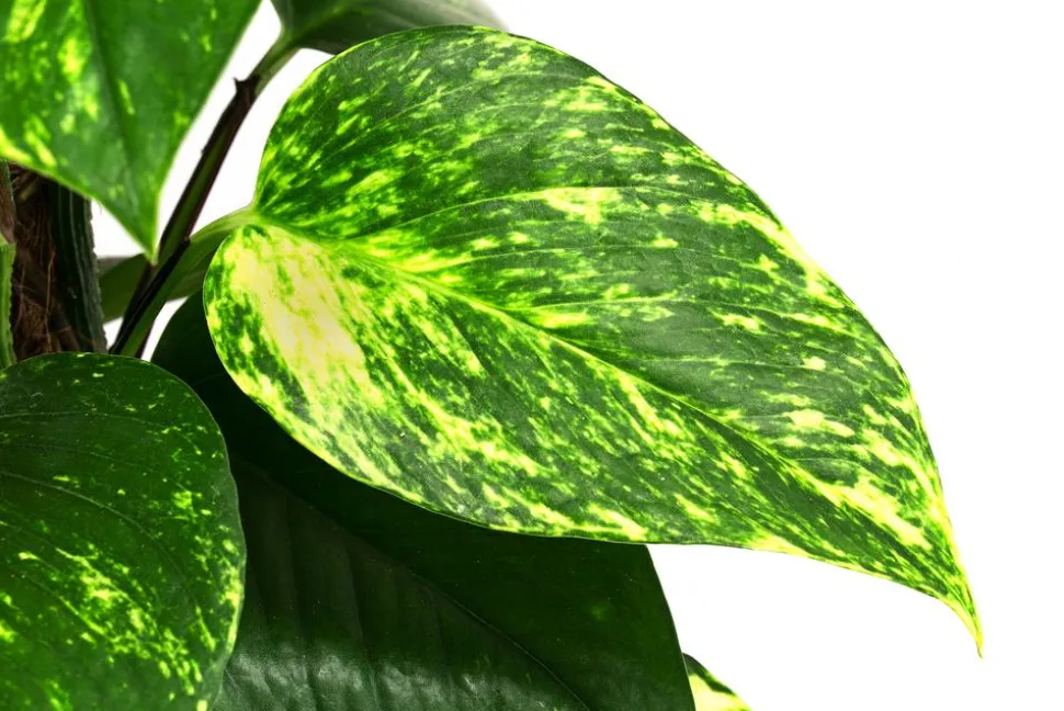 Efeutute - Epipremnum aureum am Moosstab