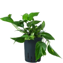 Efeutute - Epipremnum aureum, Hydrokultur