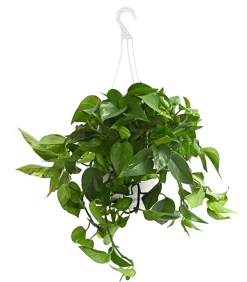 Efeutute - Epipremnum aureum 'Torro', Ampel