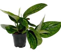 Efeutute - Epipremnum pinnatum 'Marble Planet'