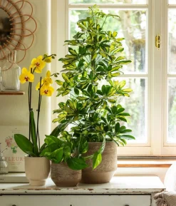 Efeutute - Epipremnum aureum
