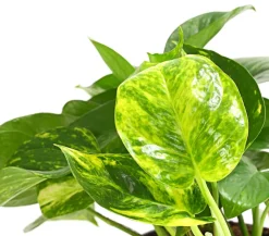 Efeutute - Epipremnum aureum