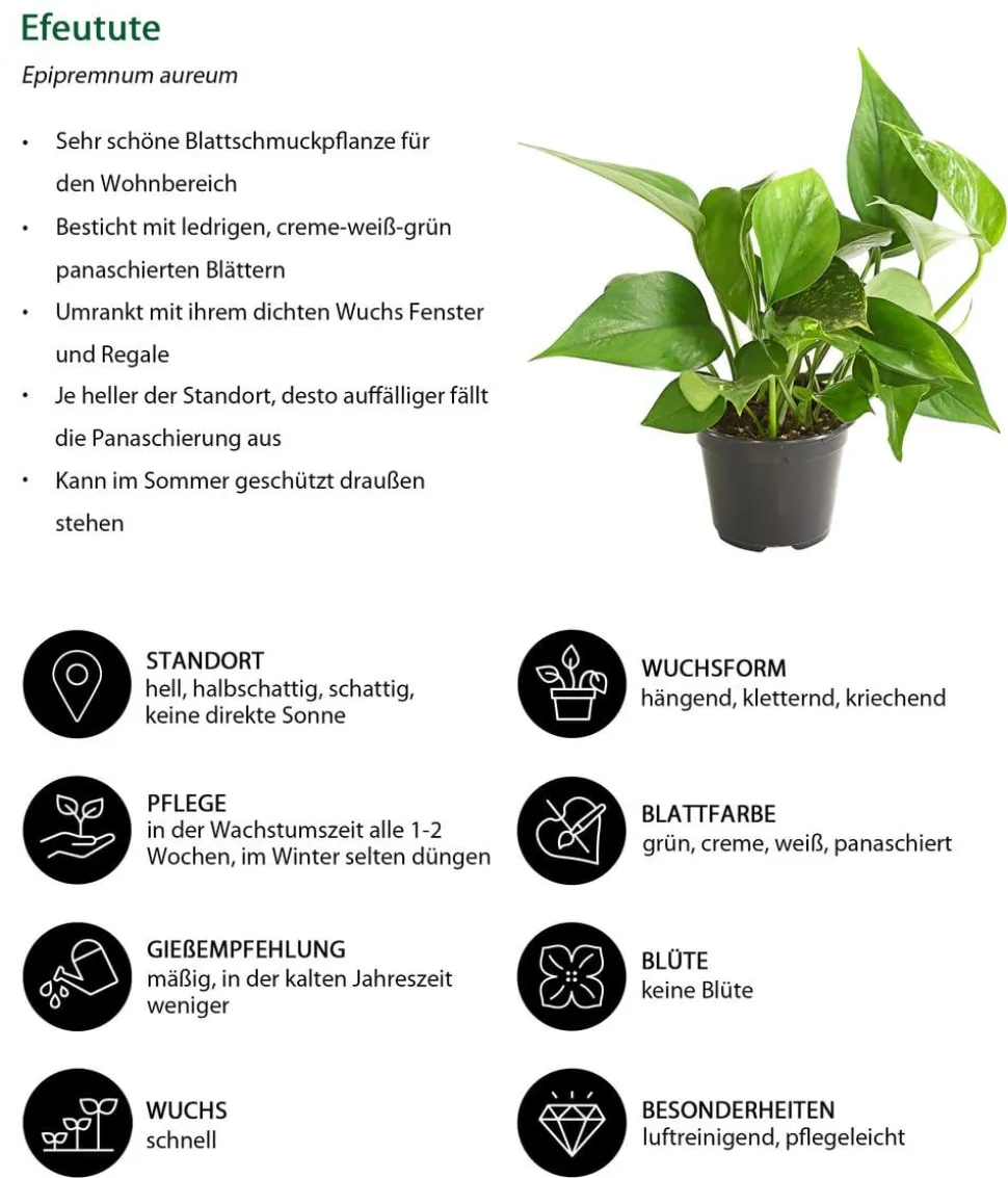 Efeutute - Epipremnum aureum
