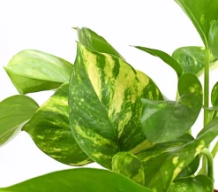 Efeutute - Epipremnum aureum