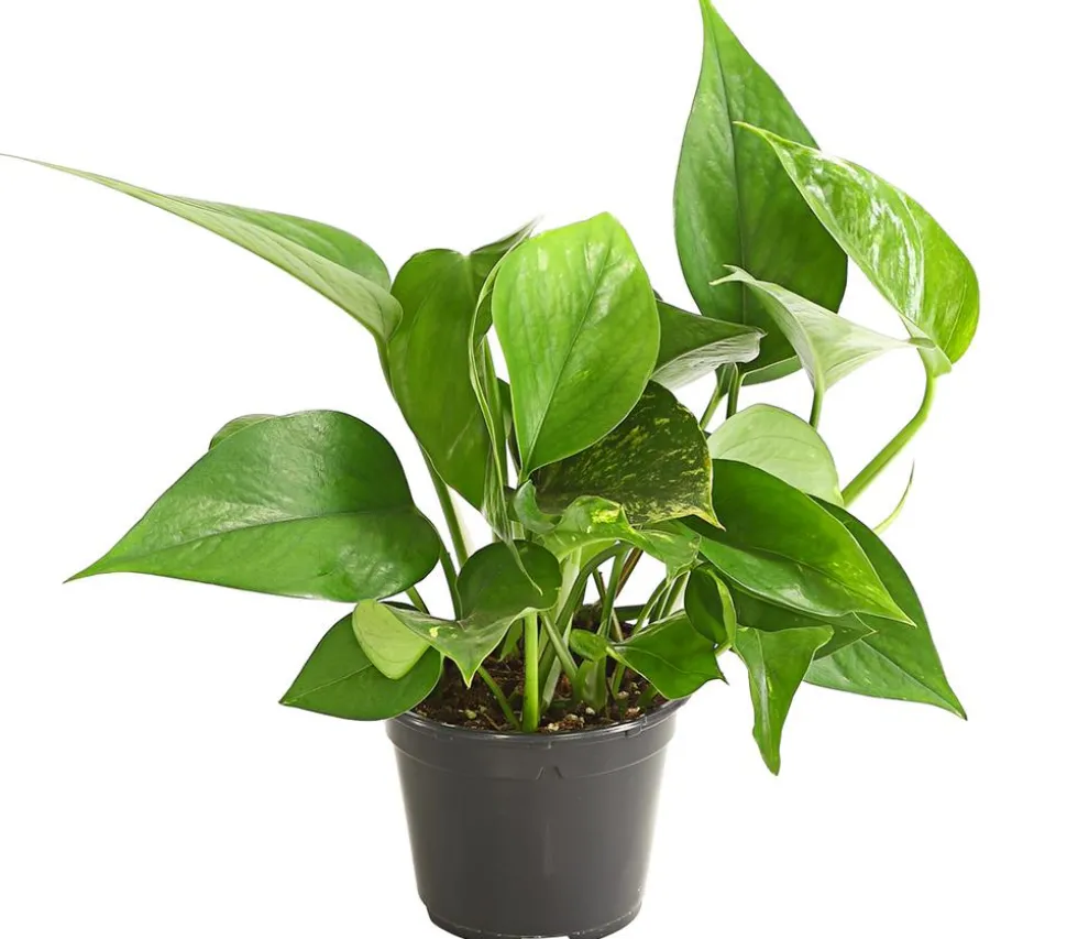 Efeutute - Epipremnum aureum