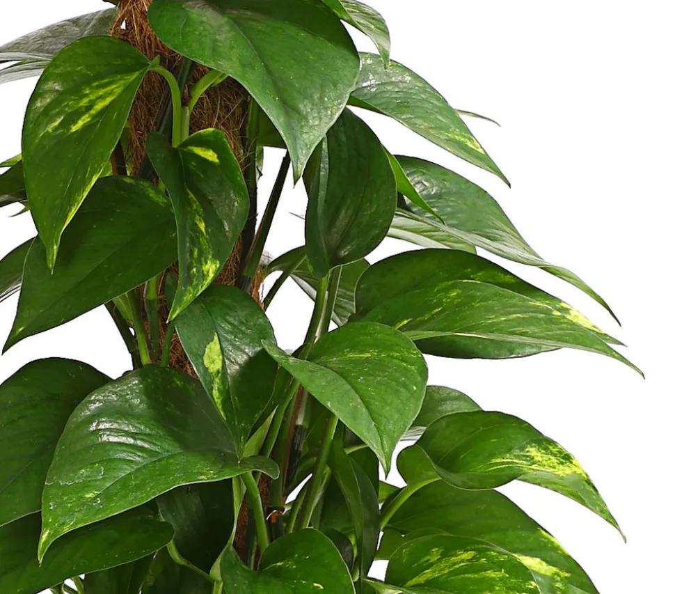 Efeutute - Epipremnum aureum am Moosstab