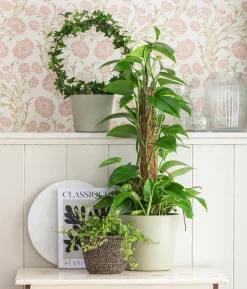 Efeutute - Epipremnum aureum am Moosstab