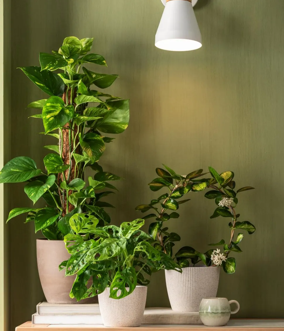 Efeutute - Epipremnum aureum am Moosstab