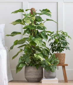 Efeutute - Epipremnum aureum am Moosstab