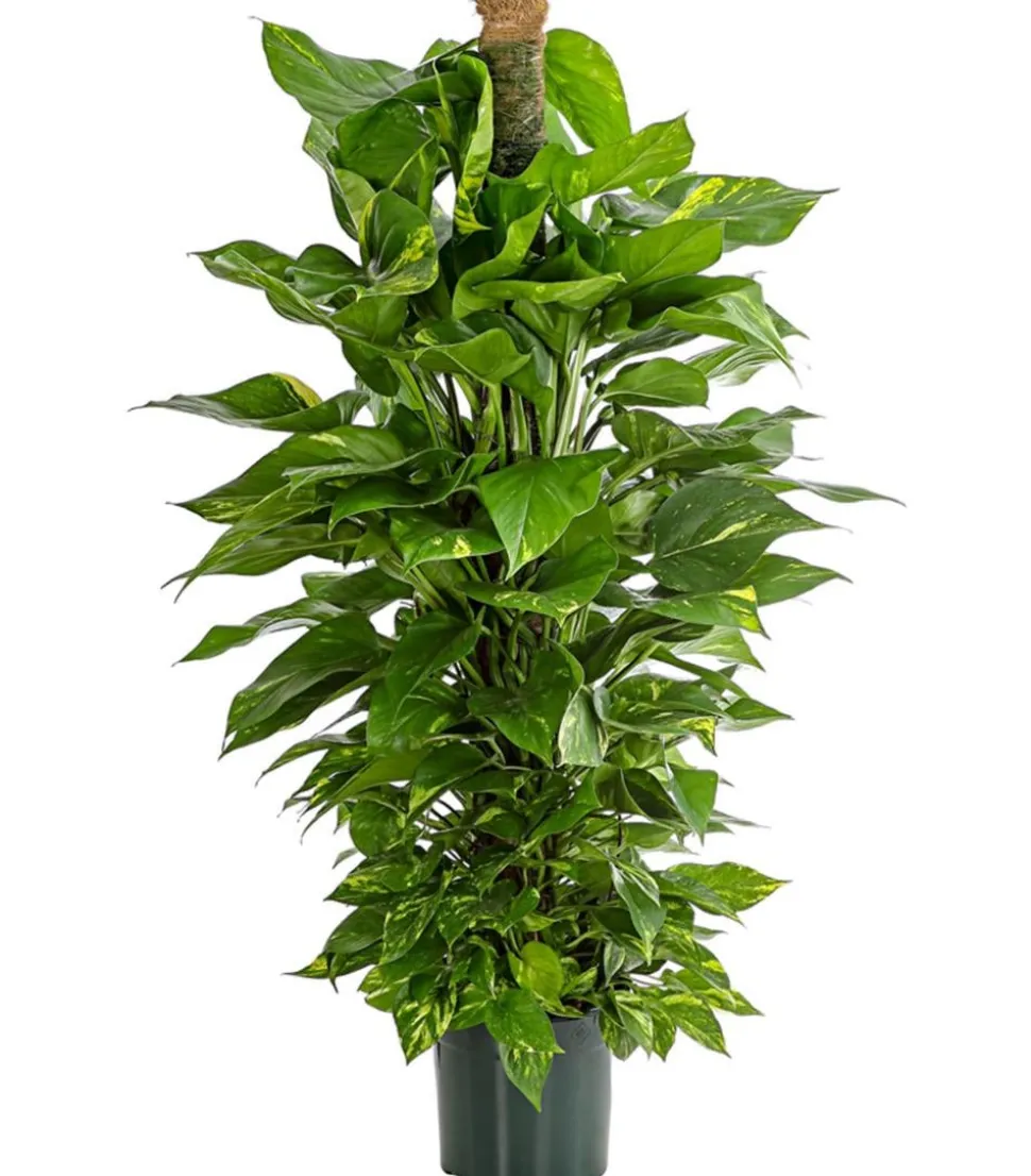 Efeutute - Epipremnum aureum am Moosstab