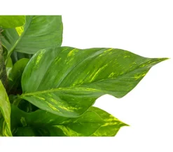 Efeutute - Epipremnum aureum am Moosstab