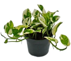 Efeutute - Epipremnum aureum 'N'Joy'