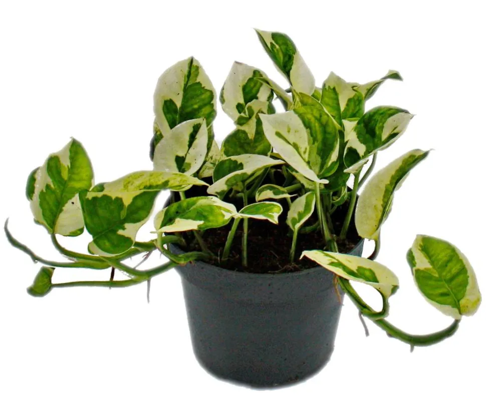 Efeutute - Epipremnum aureum 'N'Joy'