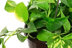Efeutute - Epipremnum aureum 'Torro', Ampel