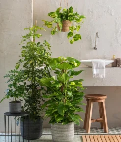Efeutute - Epipremnum aureum 'Torro', Ampel