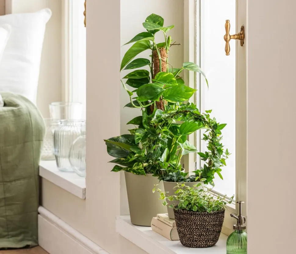 Efeutute - Epipremnum aureum 'Torro' am Moosstab