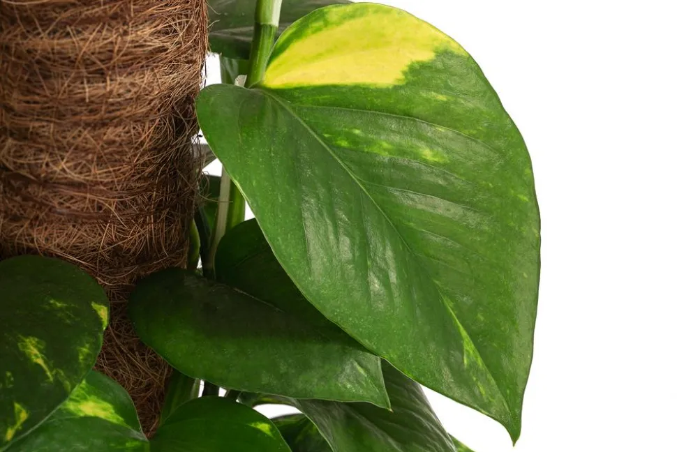 Efeutute - Epipremnum aureum 'Torro' am Moosstab