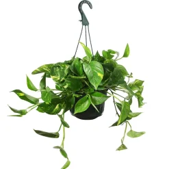 Efeutute - Epipremnum aureum 'Torro', Ampel