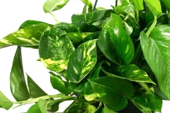 Efeutute - Epipremnum aureum 'Torro', Ampel