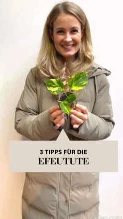 Efeutute - Epipremnum pinnatum 'Marble Planet', Ampel