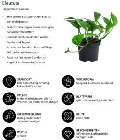 Efeututen-Set - Epipremnum, 3-teilig