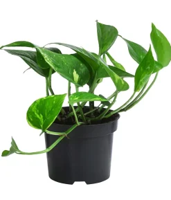 Efeututen-Set - Epipremnum, 3-teilig