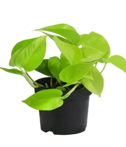 Efeututen-Set - Epipremnum, 3-teilig