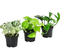 Efeututen-Set - Epipremnum, 3-teilig