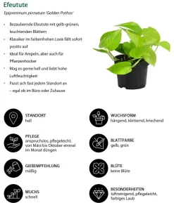 Efeututen-Set - Epipremnum, 3-teilig