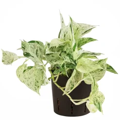 Efeutute - Scindapsus 'Marble Queen', Hydrokultur