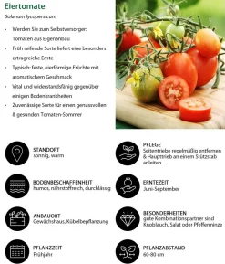 Eiertomate, rot