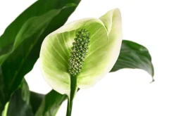 Einblatt - Spathiphyllum 'Mont Blanc', Hydrokultur