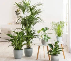 Einblatt - Spathiphyllum wallisii 'Silvana'
