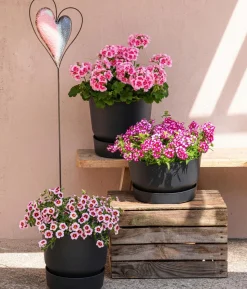 Eisenkraut 'Knutschfleck', verschiedene Farben