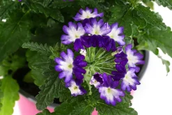 Eisenkraut 'Knutschfleck', verschiedene Farben