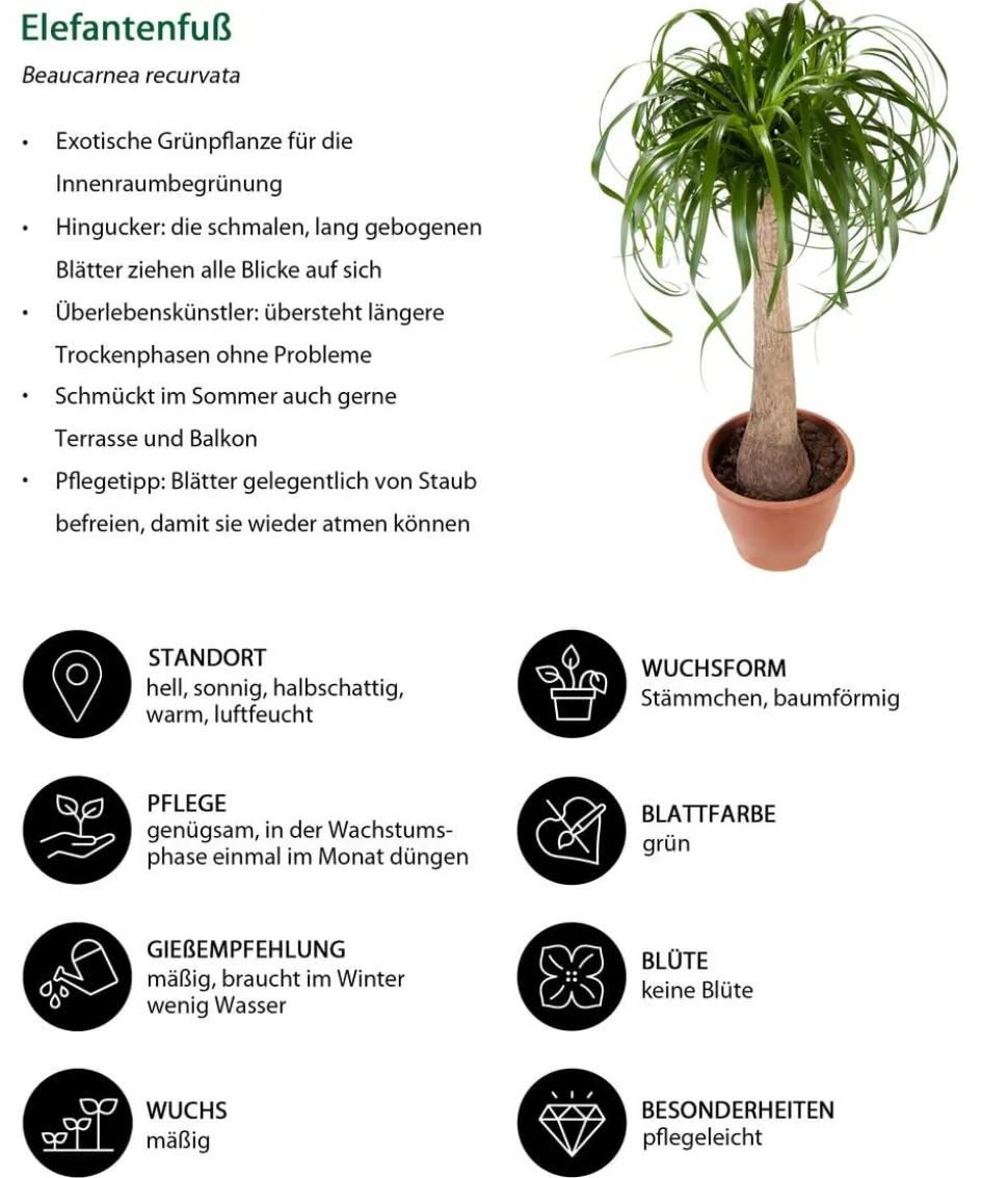 Elefantenfuß - Beaucarnea recurvata