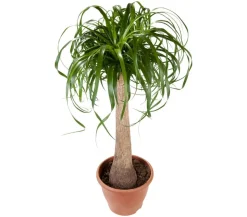 Elefantenfuß - Beaucarnea recurvata