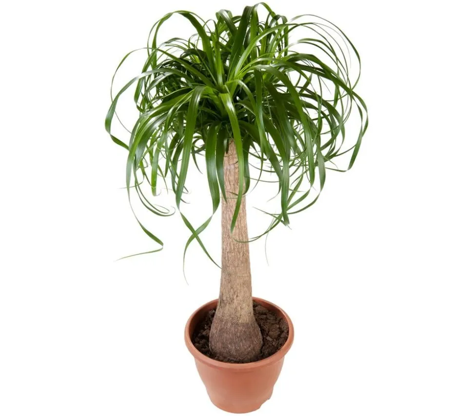 Elefantenfuß - Beaucarnea recurvata