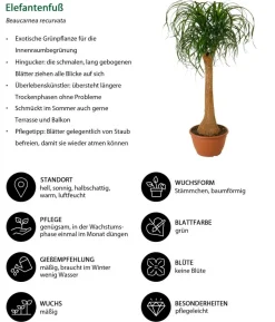 Elefantenfuß - Beaucarnea recurvata